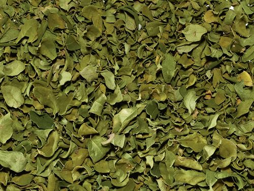Hojas de moringa
